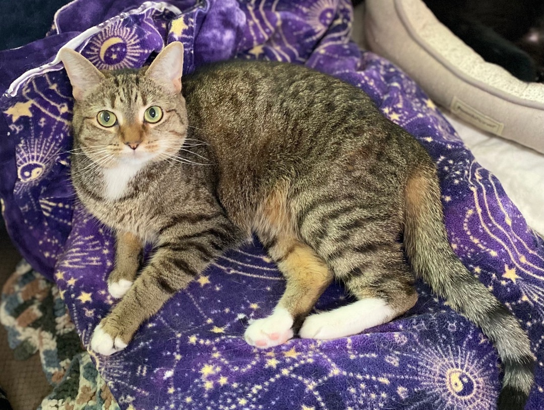 Letty, Adoptable, Adult Female Tiger.