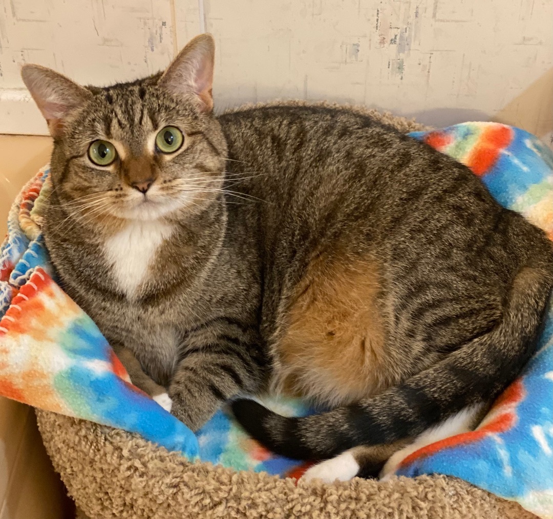 Letty, a Adoptable Tiger in Goshen, IN image 2/3