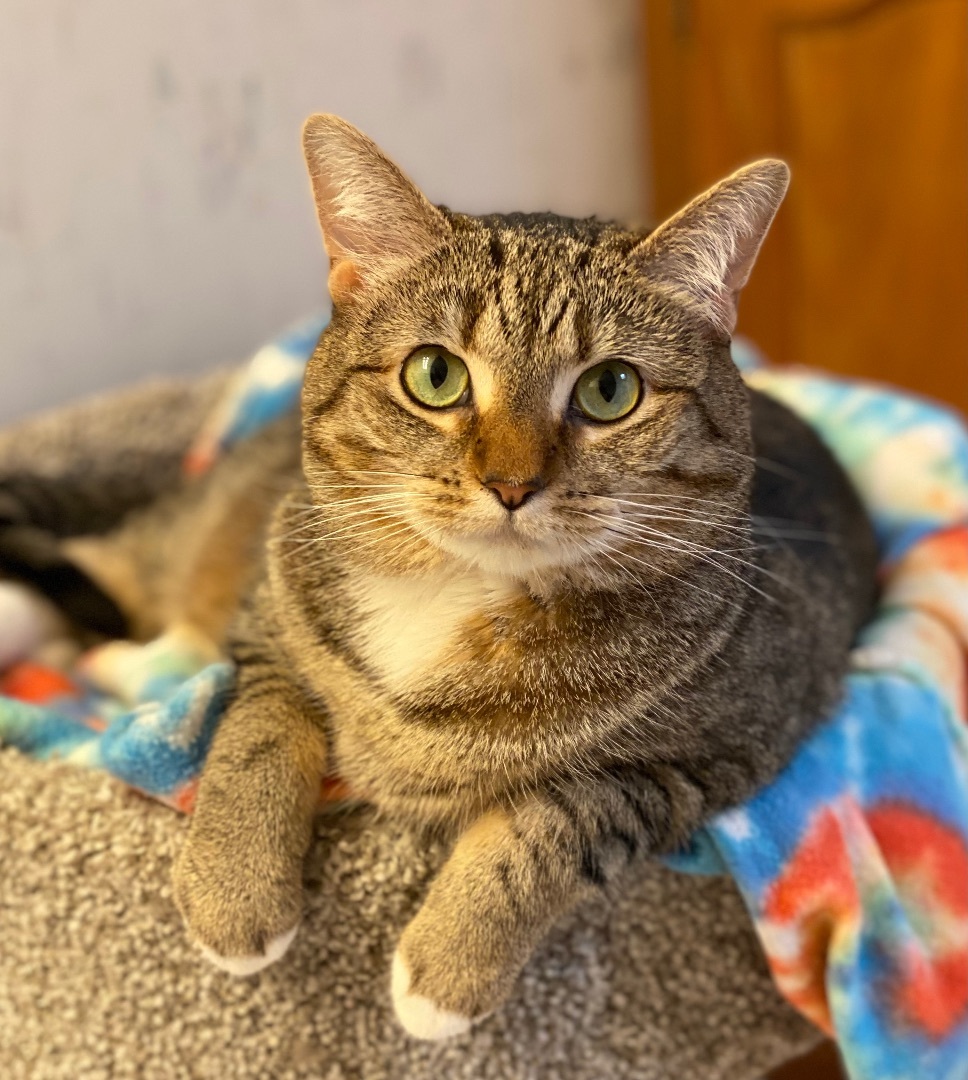 Letty, a Adoptable Tiger in Goshen, IN image 3/3