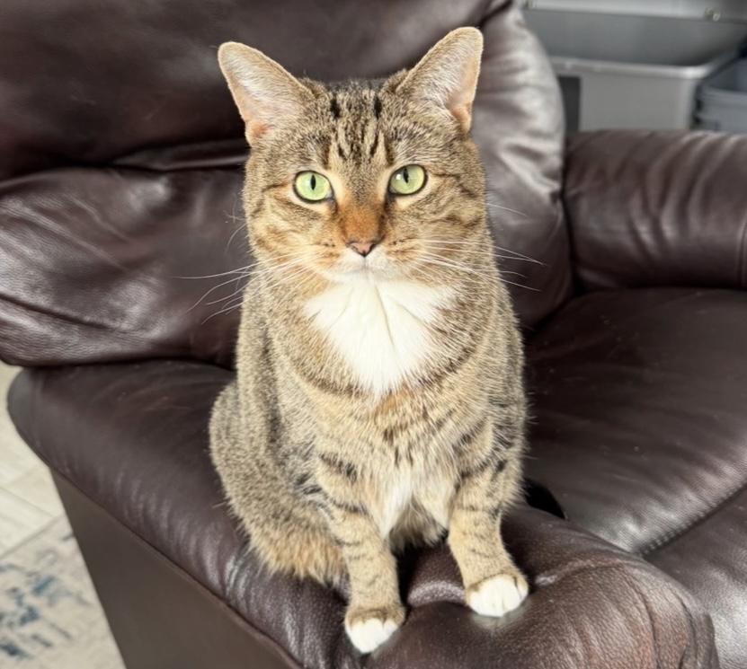 Enlarge Letty, a Adoptable Tiger in Goshen, IN image 1/4