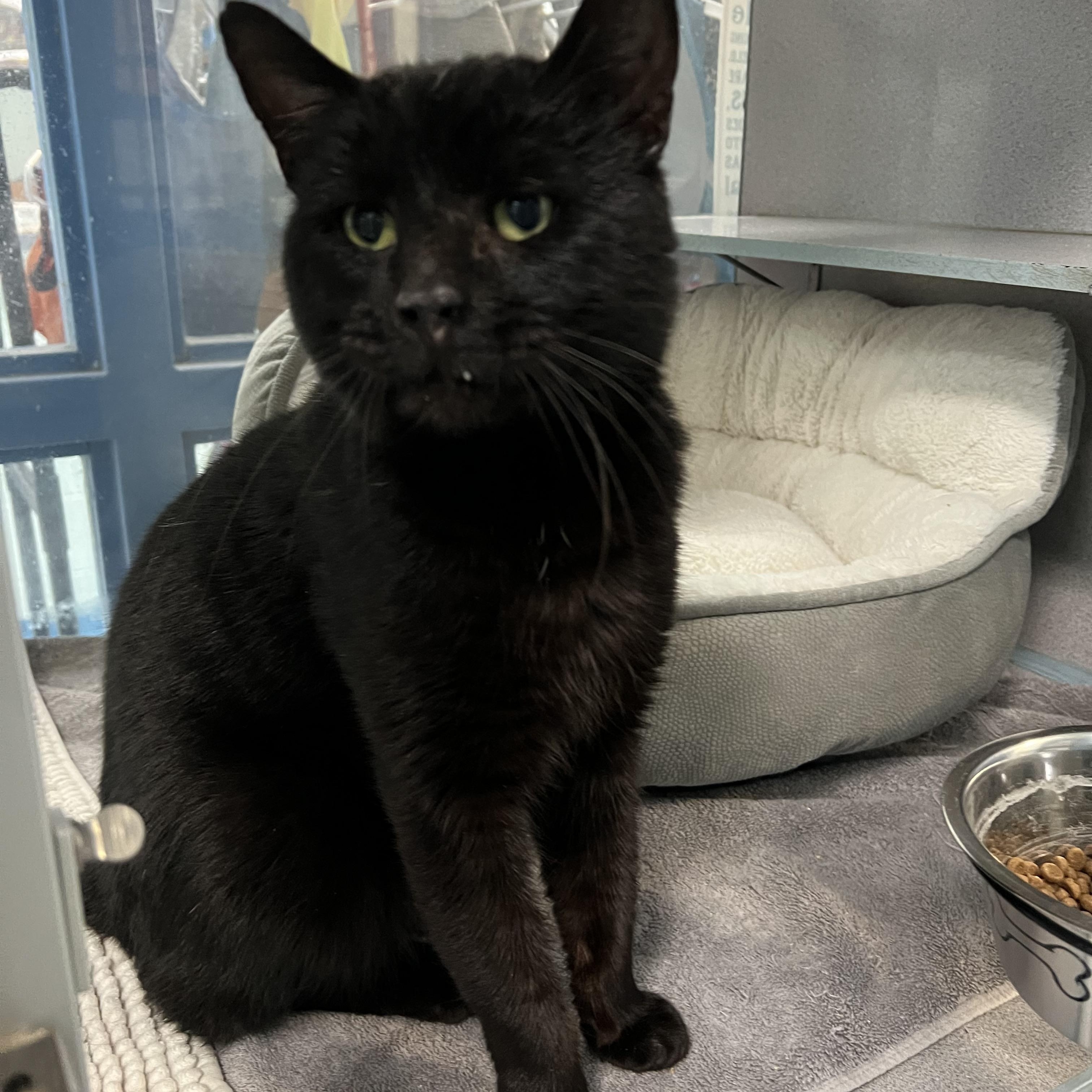 Picasso *Adoption fee sponsored*, ADOPTABLE, Adult Male Domestic Short Hair.