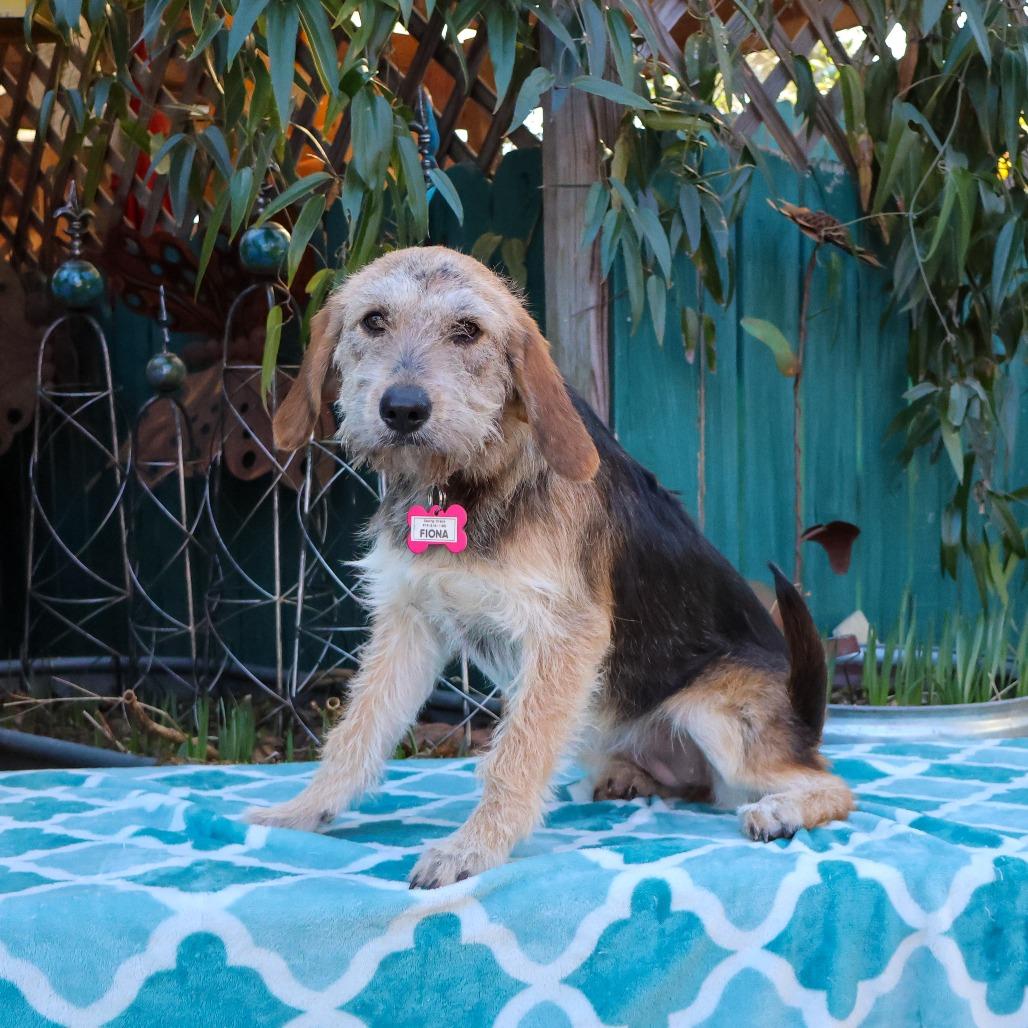 Fiona, Adoptable, Young Female Wirehaired Terrier.