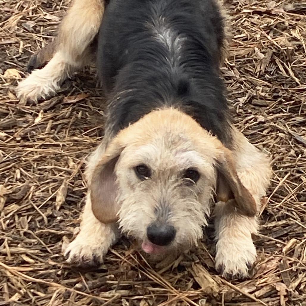 Enlarge Fiona, a Adoptable mixed breed in Wake Forest, NC image 2/6