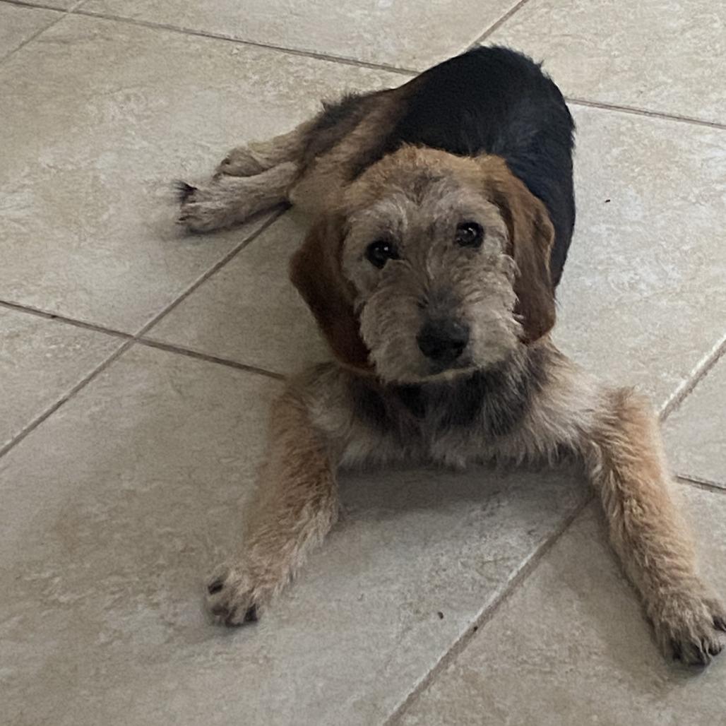 Enlarge Fiona, a Adoptable mixed breed in Wake Forest, NC image 3/6