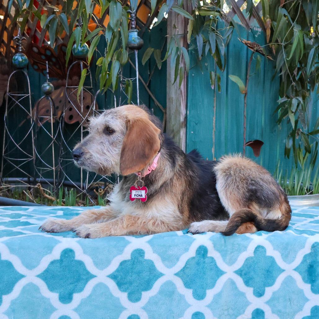 Enlarge Fiona, a Adoptable mixed breed in Wake Forest, NC image 4/6