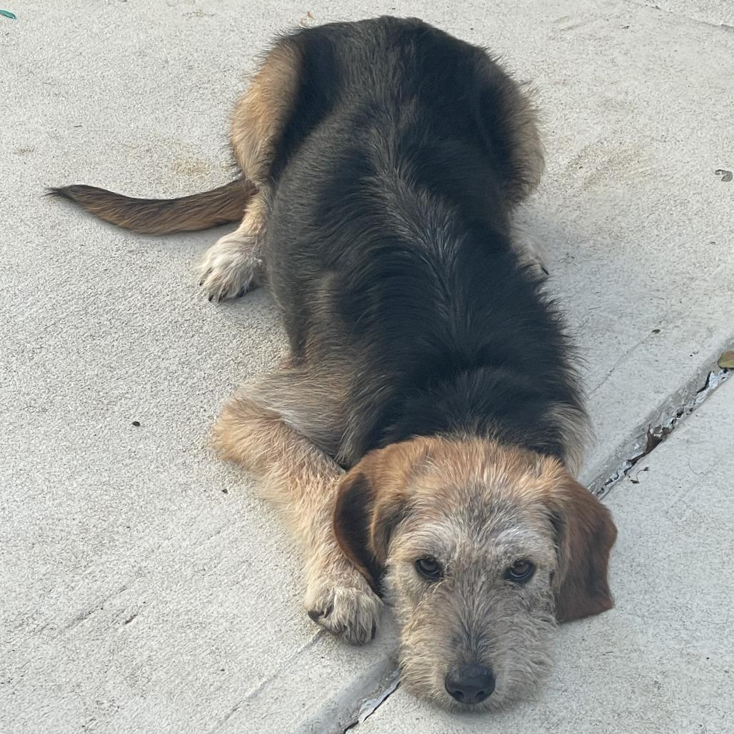 Enlarge Fiona, a Adoptable mixed breed in Wake Forest, NC image 5/6