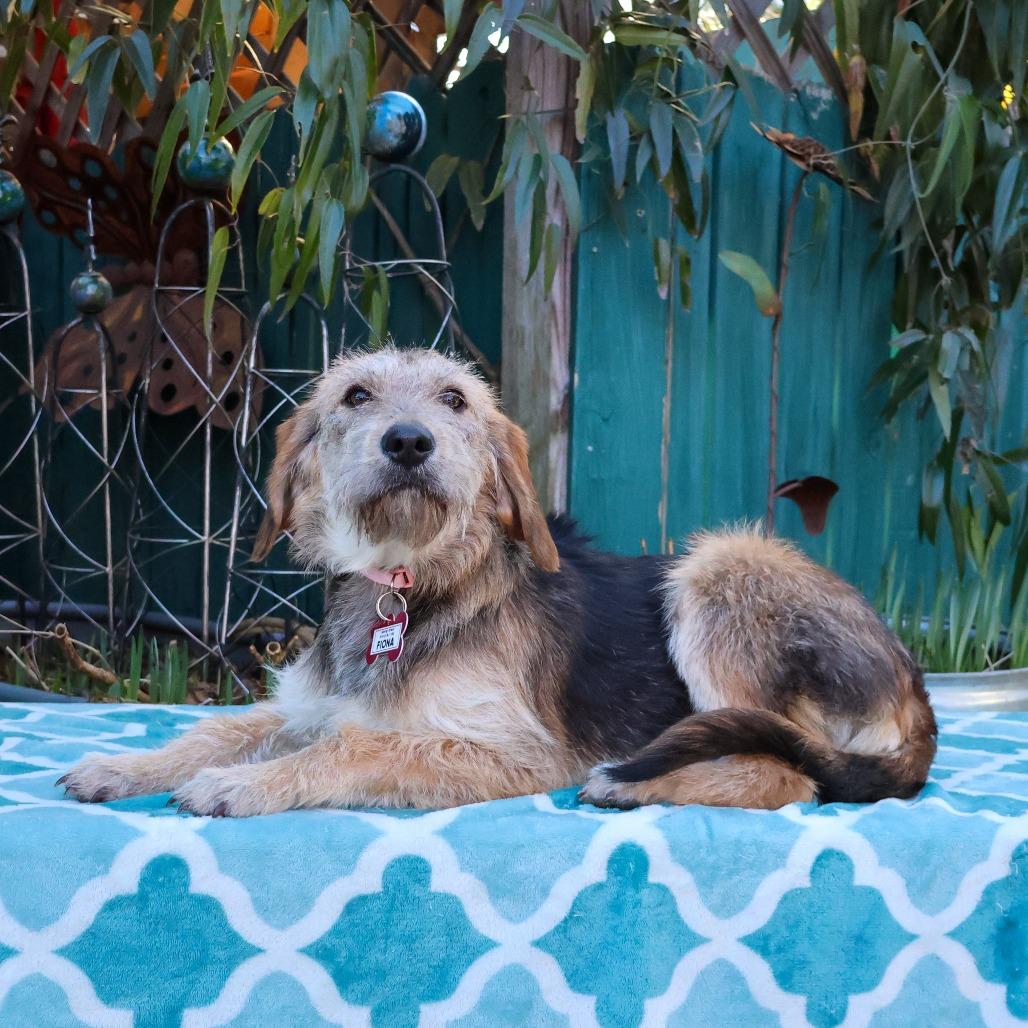 Enlarge Fiona, a Adoptable mixed breed in Wake Forest, NC image 6/6