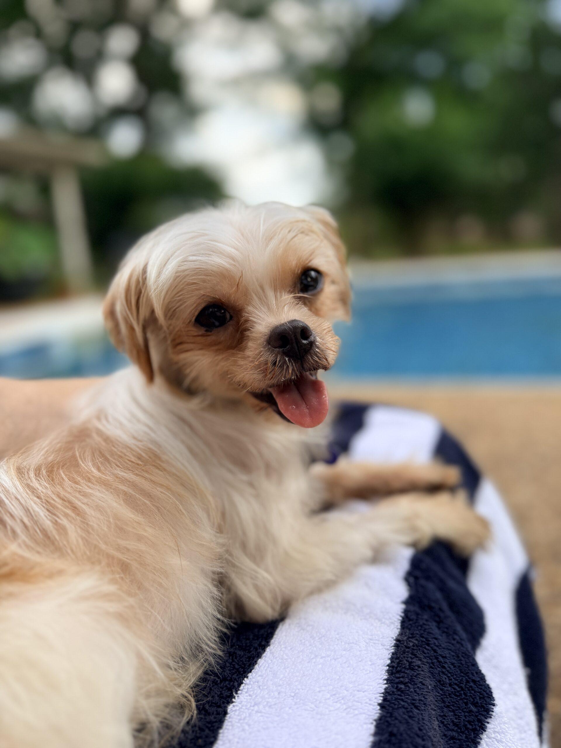 Maxene, a Adoptable mixed breed in Memphis, TN image 1/3