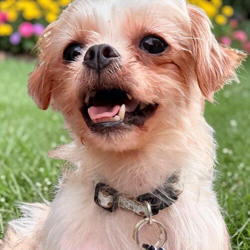 Maxene, a Adoptable mixed breed in Memphis, TN image 2/3