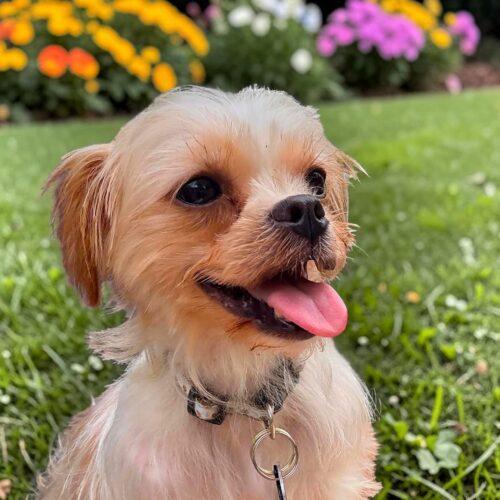 Maxene, a Adoptable mixed breed in Memphis, TN image 3/3