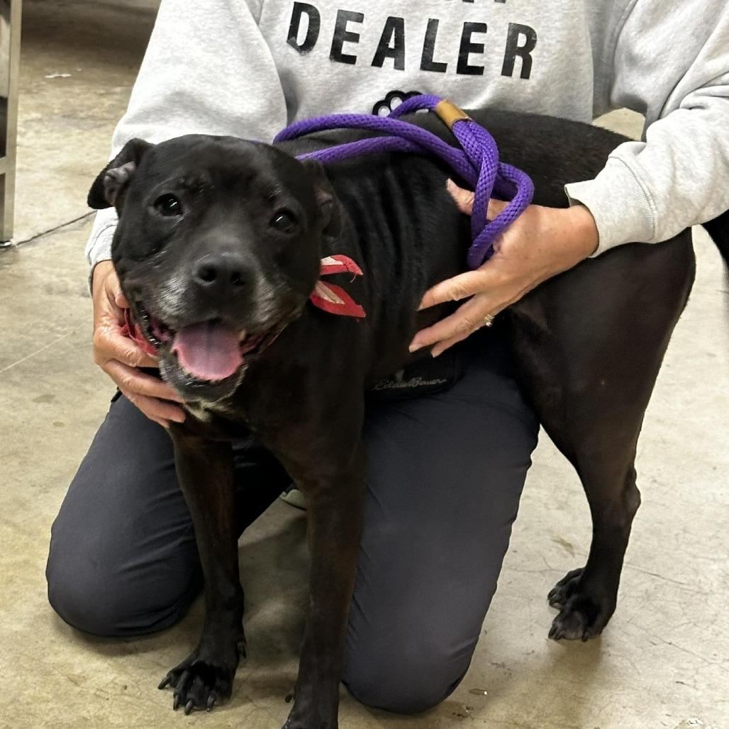 Enlarge Jolene, a Adoptable Mixed Breed in Gainesville, FL image 1/6