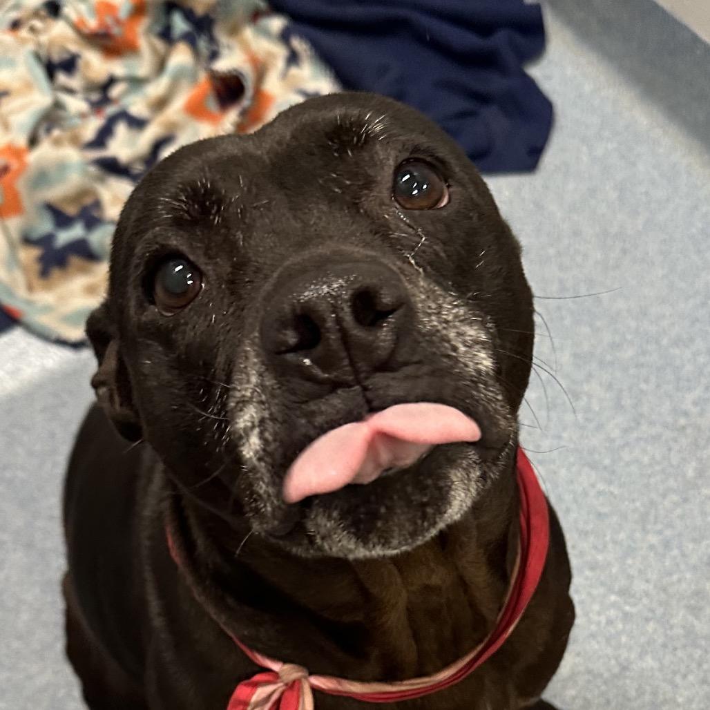 Enlarge Jolene, a Adoptable Mixed Breed in Gainesville, FL image 2/6