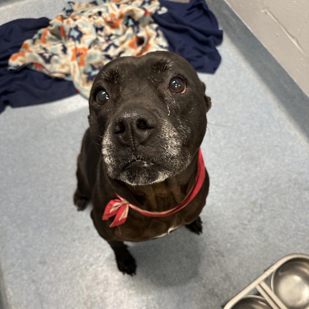 Enlarge Jolene, a Adoptable Mixed Breed in Gainesville, FL image 3/6