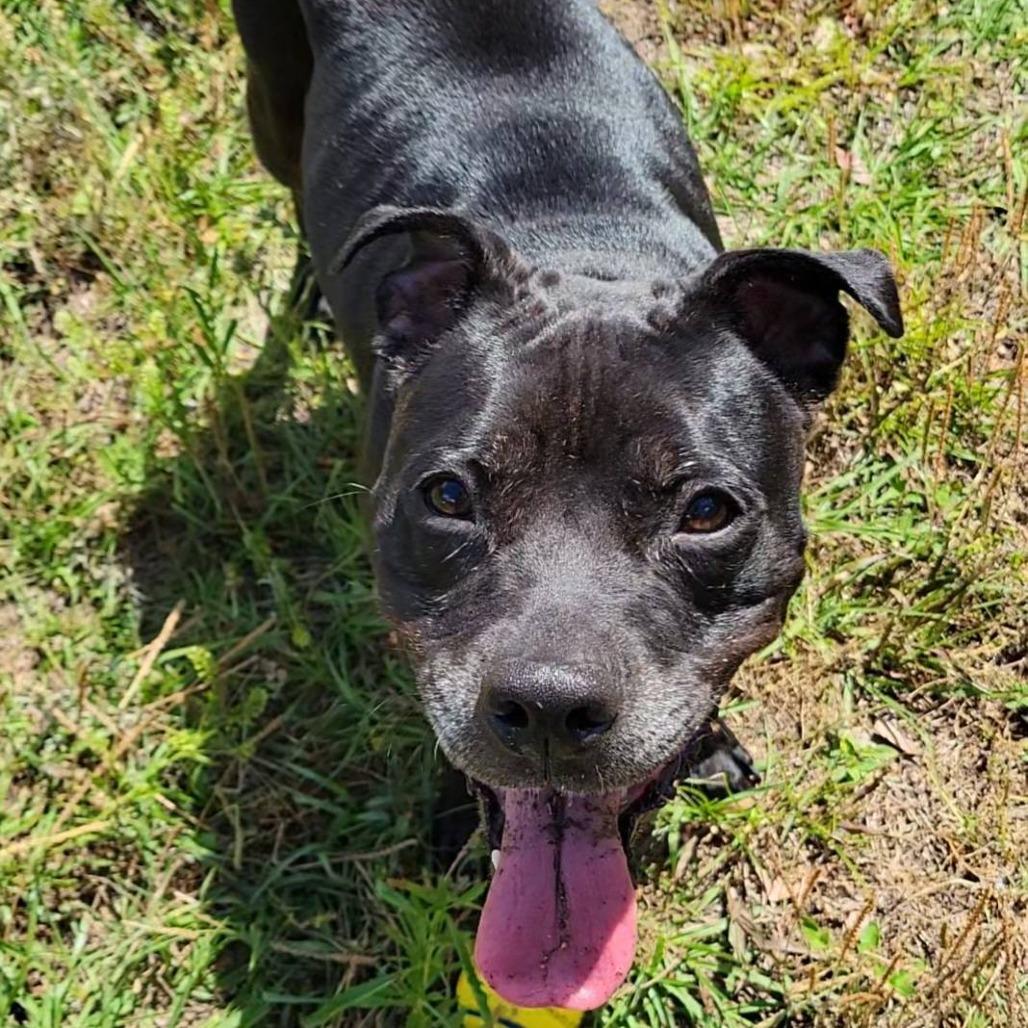 Enlarge Jolene, a Adoptable Mixed Breed in Gainesville, FL image 5/6