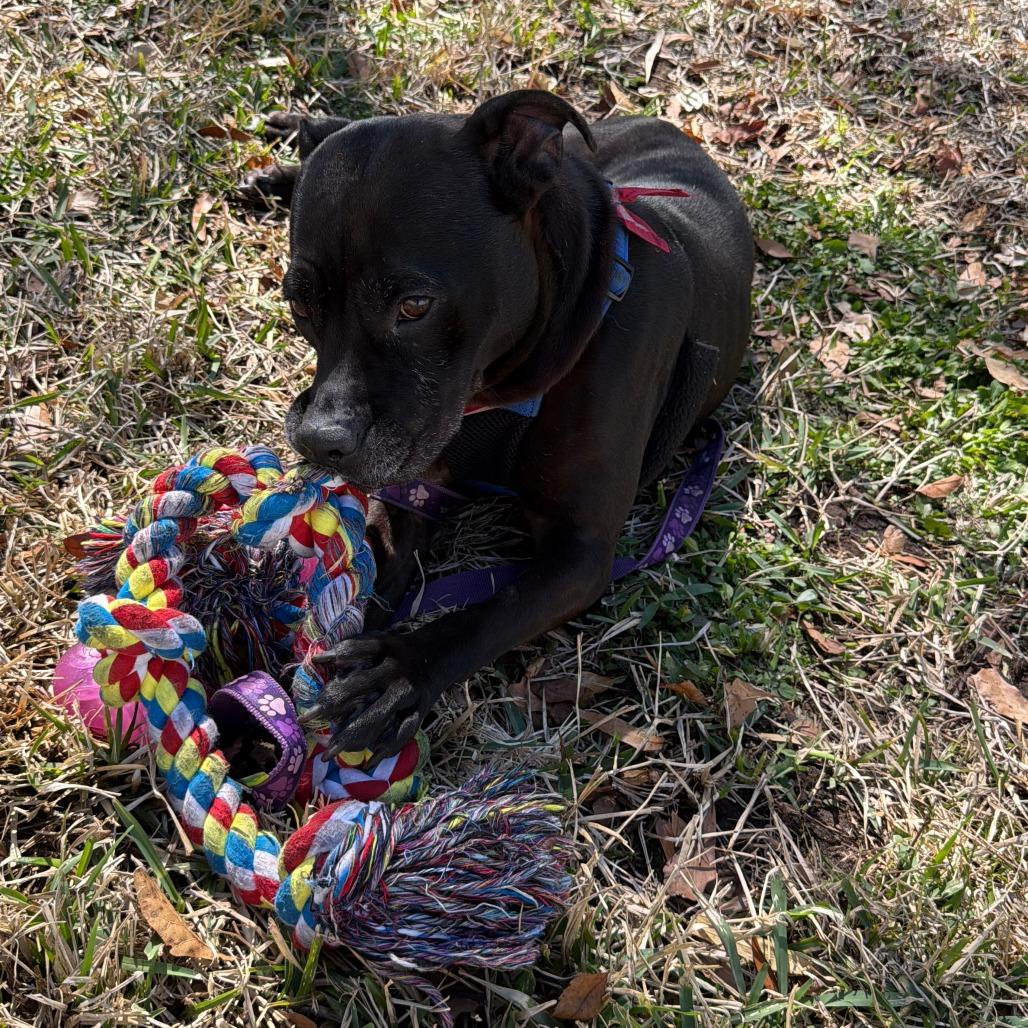 Enlarge Jolene, a Adoptable Mixed Breed in Gainesville, FL image 5/6