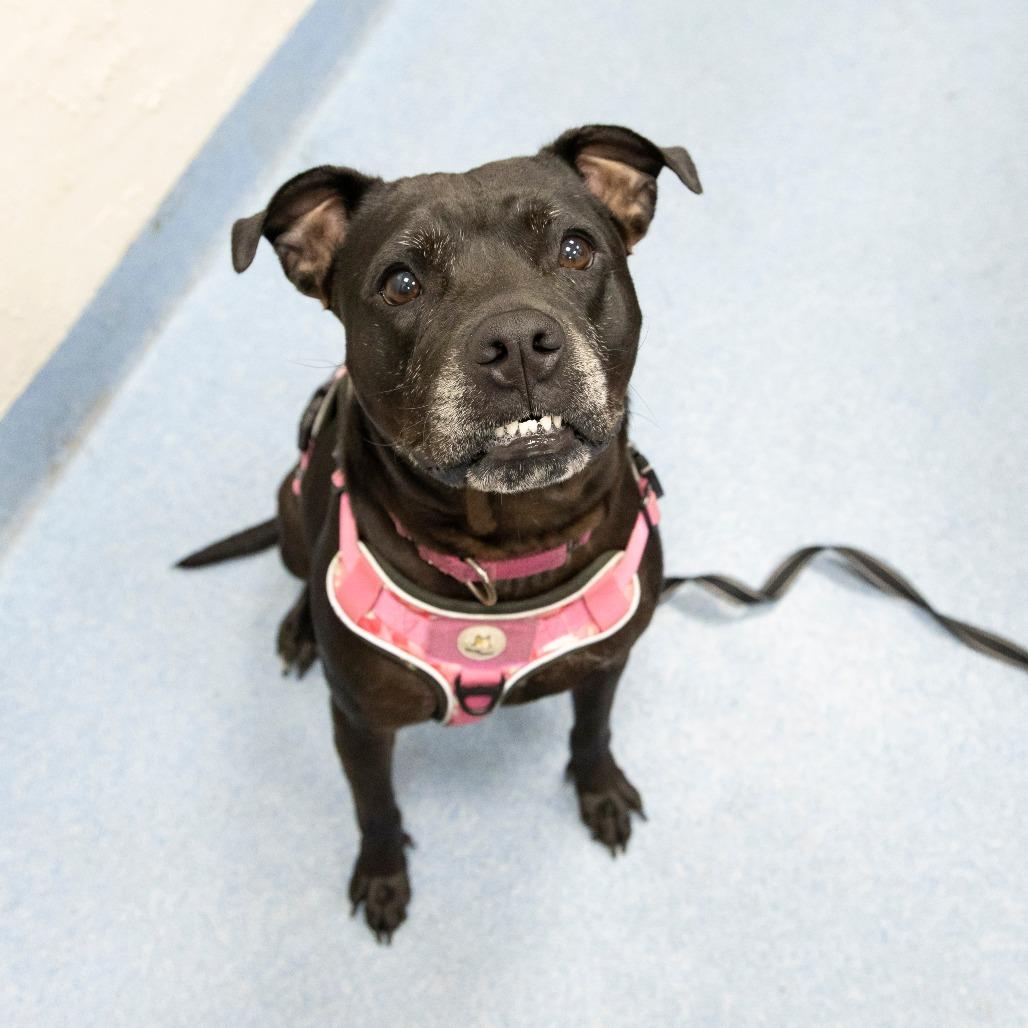 Jolene, a Adoptable Mixed Breed in Gainesville, FL image 6/6