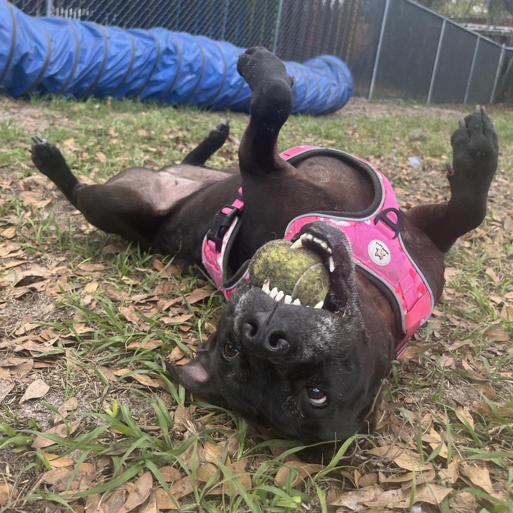 Enlarge Jolene, a Adoptable Mixed Breed in Gainesville, FL image 6/6