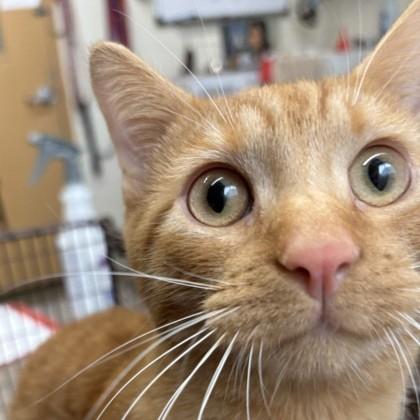 Griffin @ Coffee and the Cats