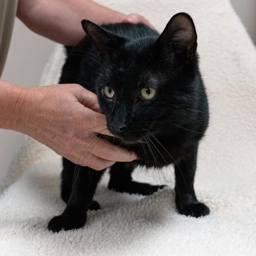 Cicero, Adoptable, Young Male Domestic Short Hair.