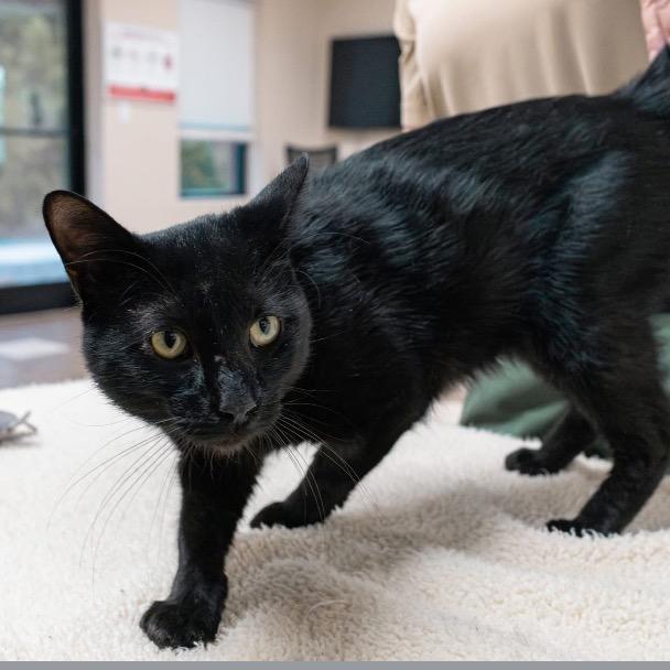 Enlarge Cicero, a Adoptable Domestic Short Hair in Mocksville, NC image 2/4