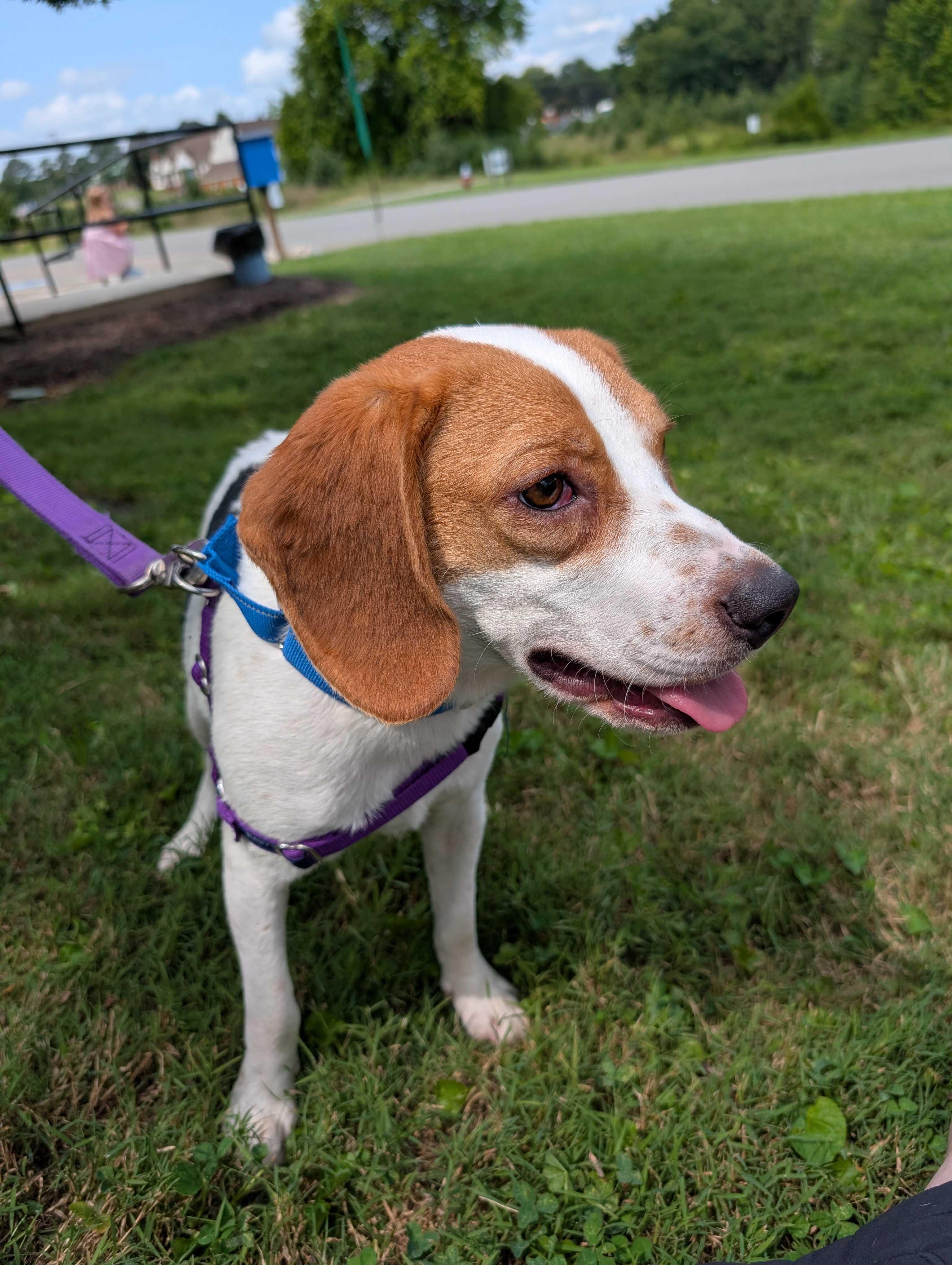 Punkin, ADOPTABLE, Adult Male Beagle.