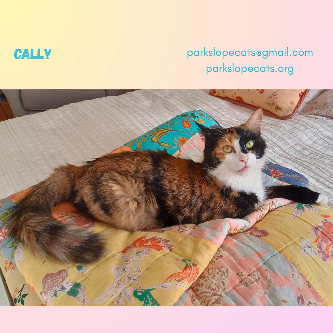 Cally, a Adoptable Domestic Medium Hair in Brooklyn, NY image 2/6