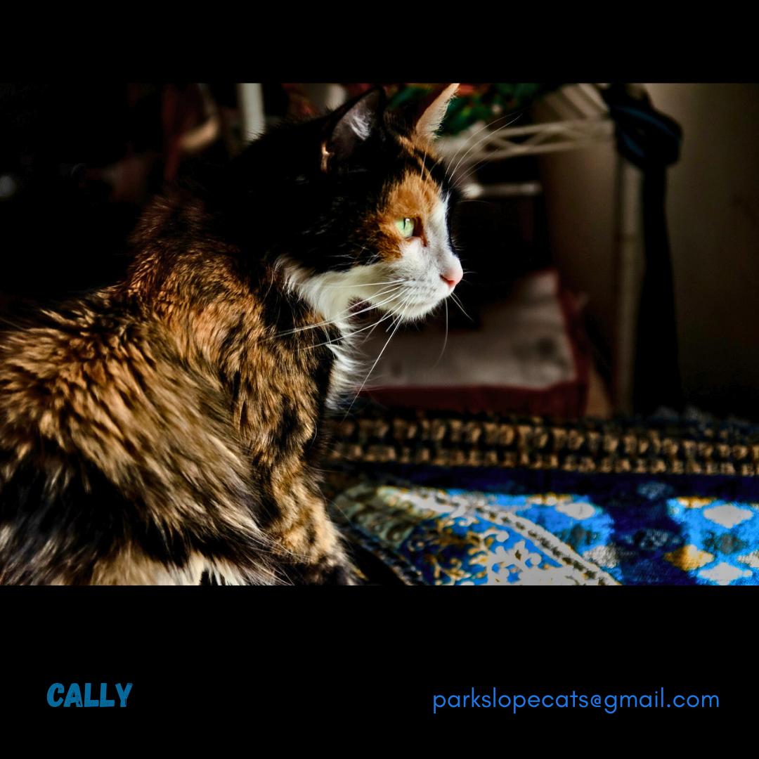 Cally, a Adoptable Domestic Medium Hair in Brooklyn, NY image 3/6