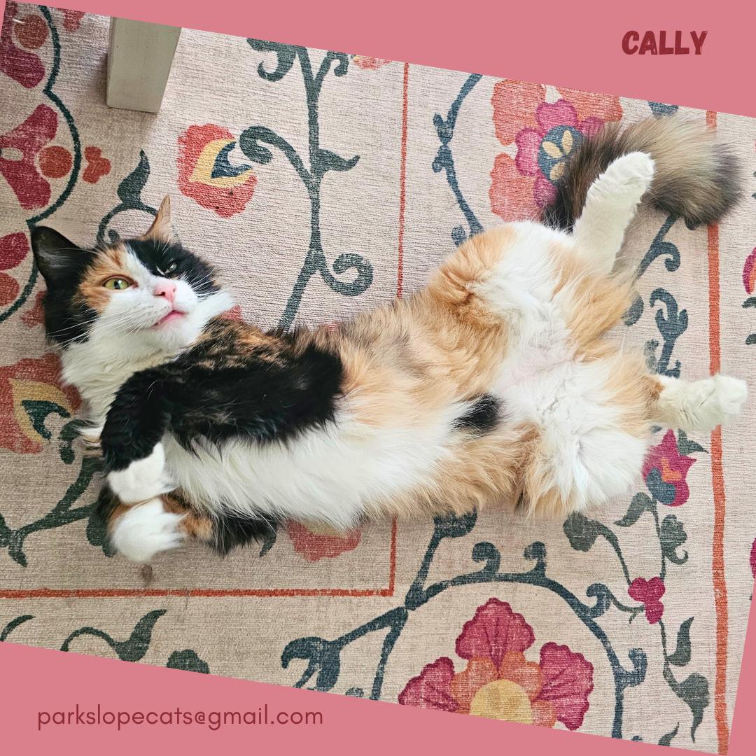 Cally, a Adoptable Domestic Medium Hair in Brooklyn, NY image 5/6