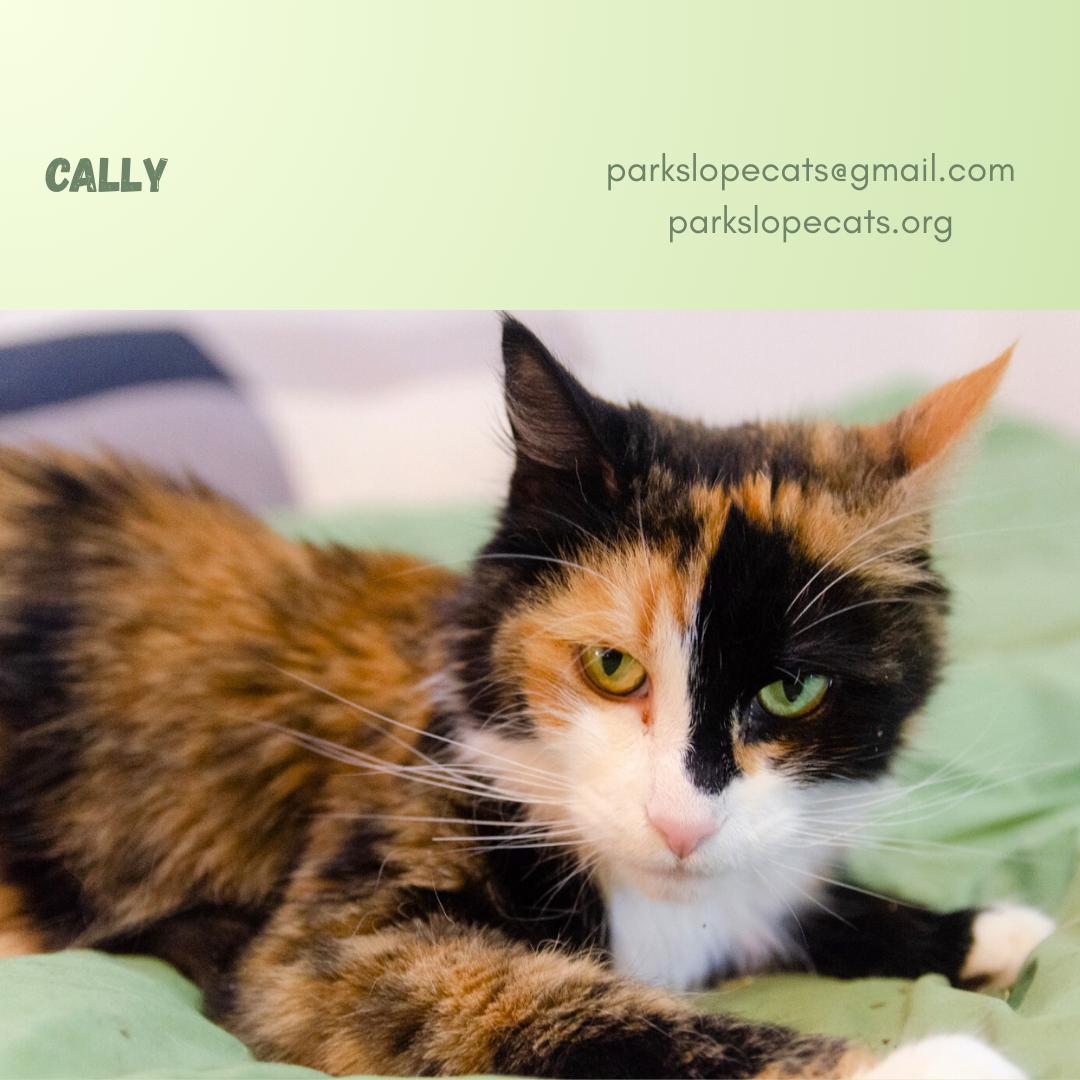 Cally, a Adoptable Domestic Medium Hair in Brooklyn, NY image 4/6