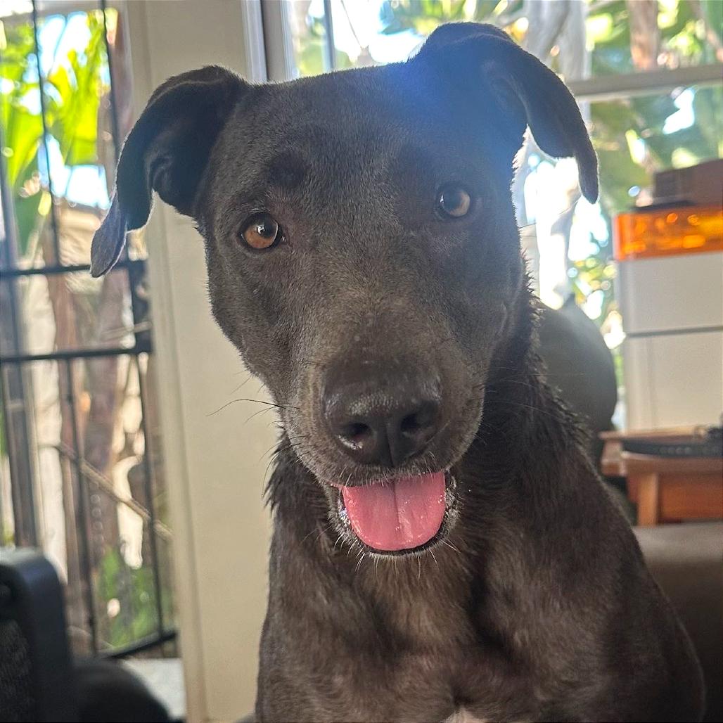 Luna aka LuLu, Adoptable, Adult Female Weimaraner & Mixed Breed.