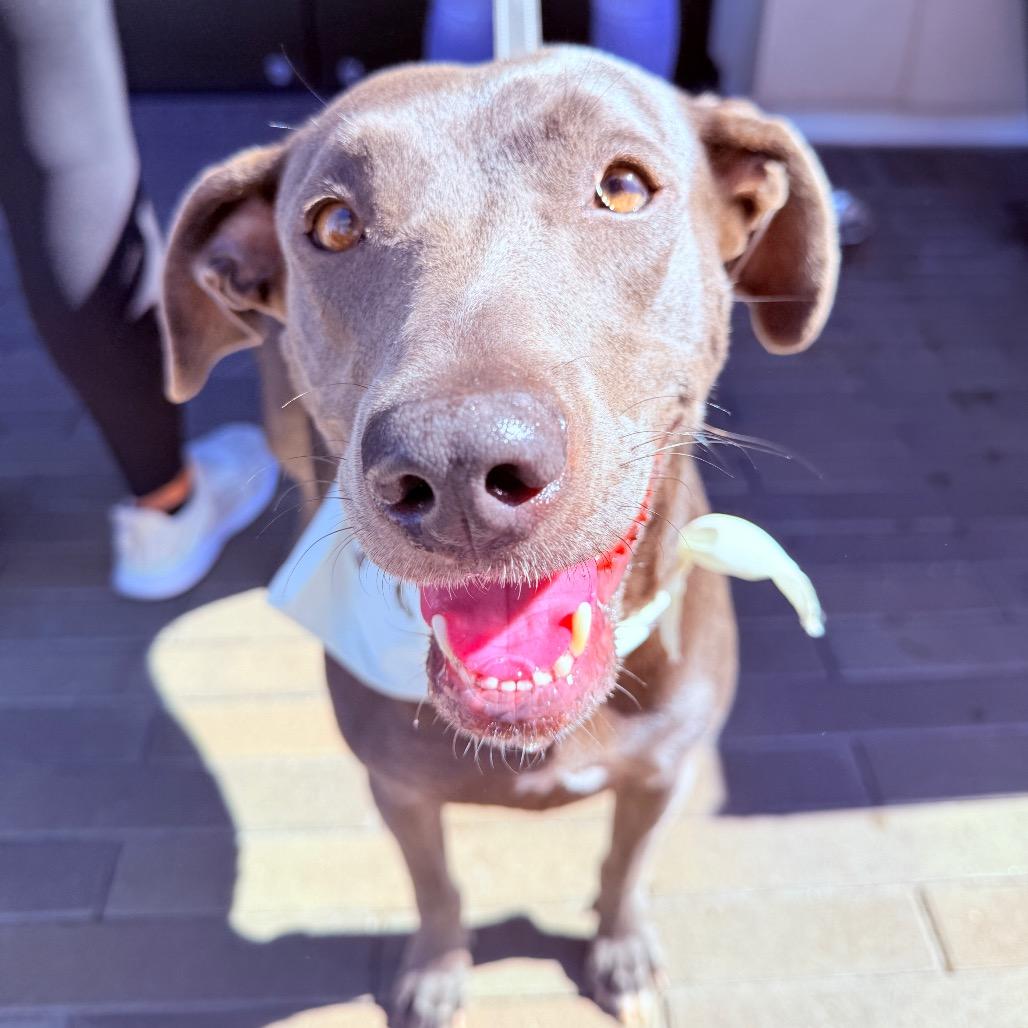 Luna aka LuLu, Adoptable, Adult Female Weimaraner & Mixed Breed.
