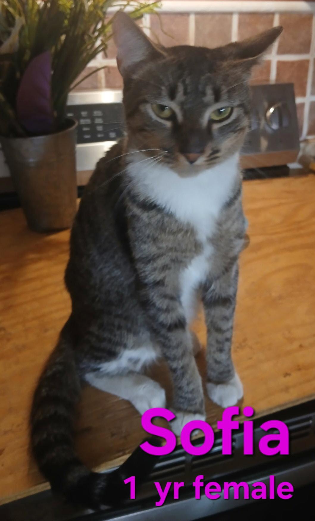 Enlarge Sofia, a Adoptable Domestic Short Hair in Longwood, FL image 1/2