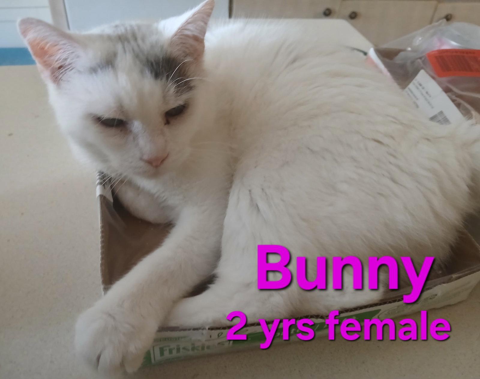 Enlarge Sofia, a Adoptable Domestic Short Hair in Longwood, FL image 2/2