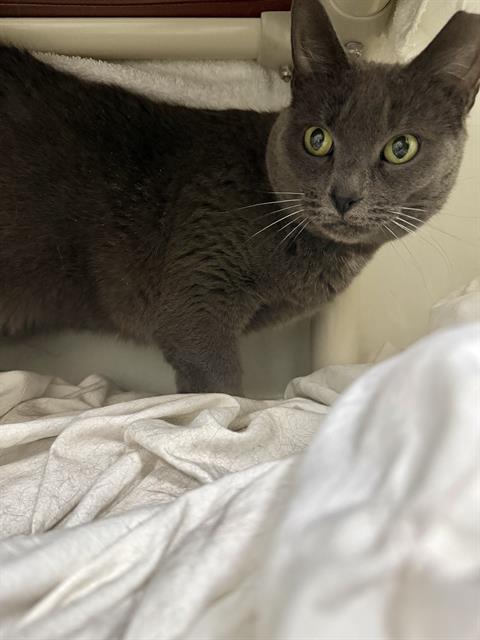 LADY SLIPPERS, Adoptable, Adult Female Domestic Short Hair.