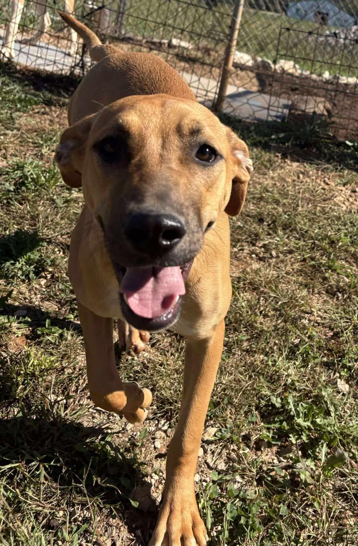 Audrey, adoptable, Young Female Mixed Breed.