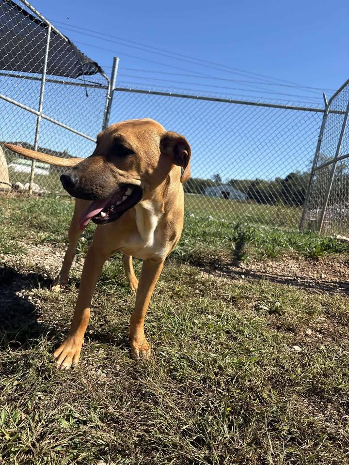 Enlarge Audrey, an adoptable mixed breed in Munfordville, KY image 2/4