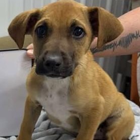 Enlarge Audrey, an adoptable mixed breed in Munfordville, KY image 4/4