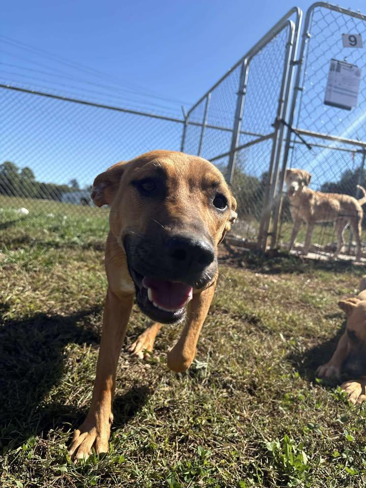 Enlarge Audrey, an adoptable mixed breed in Munfordville, KY image 3/4
