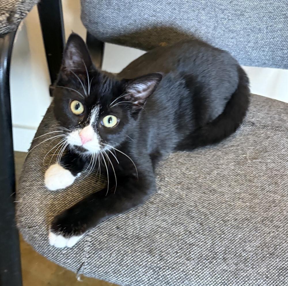 Cookie, Adoptable, Kitten Female Domestic Short Hair.
