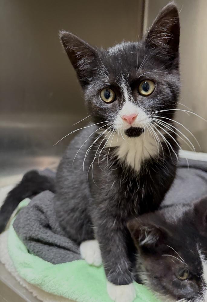 Enlarge Cookie, a Adoptable mixed breed in Challis, ID image 2/3