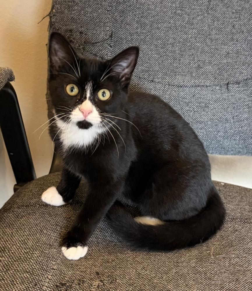 Enlarge Cookie, a Adoptable mixed breed in Challis, ID image 3/3