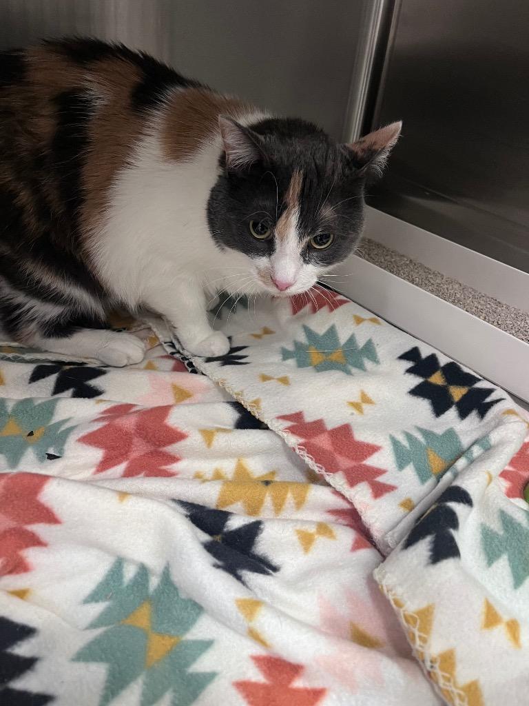 Enlarge Seggy, a Adoptable mixed breed in Twentynine Palms, CA image 1/1
