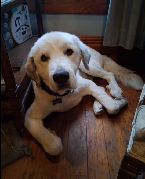 Enlarge River, an adopted Great Pyrenees in Barrington Hills, IL image 1/3