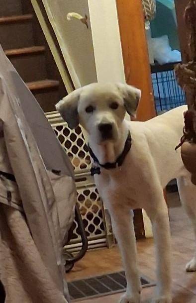 River, adopted, Young Male Great Pyrenees.