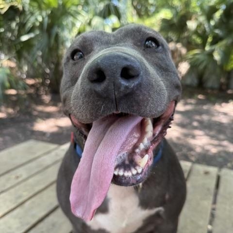 Peter, a ADOPTABLE Mixed Breed in Charleston, SC image 2/6