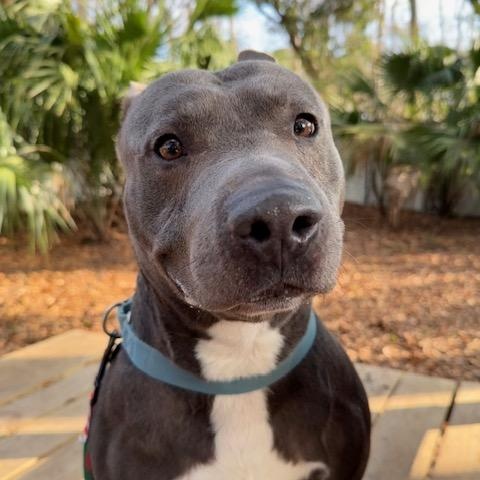 Peter, a ADOPTABLE Mixed Breed in Charleston, SC image 2/3