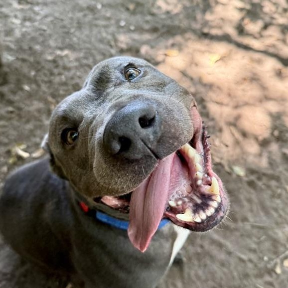 Peter, ADOPTABLE, Young Male Mixed Breed.