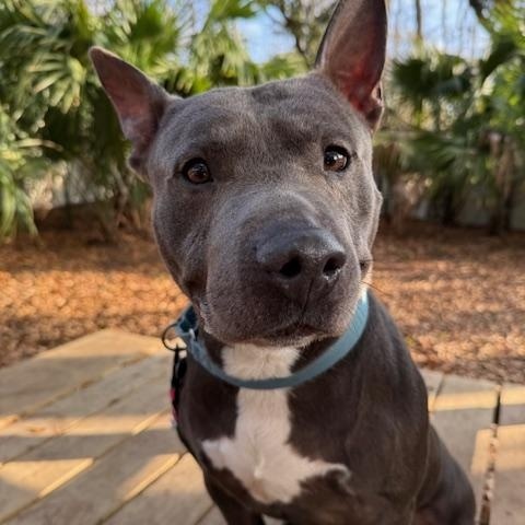 Peter, ADOPTABLE, Adult Male Mixed Breed.