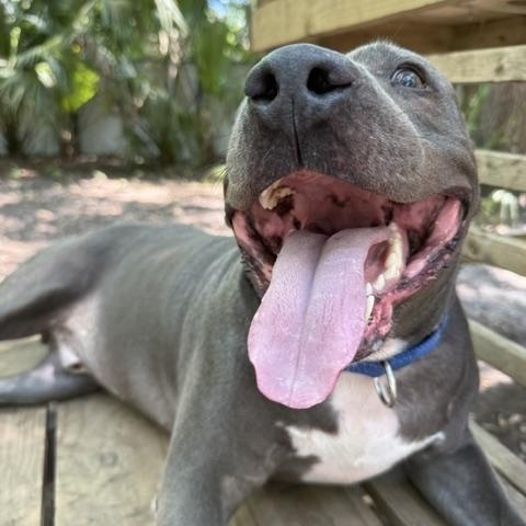 Peter, a ADOPTABLE Mixed Breed in Charleston, SC image 3/6