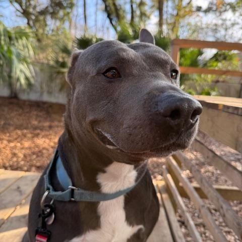 Peter, a ADOPTABLE Mixed Breed in Charleston, SC image 3/3